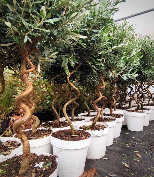 Olea europaea spiral